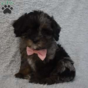 Riley, Forever Puppy